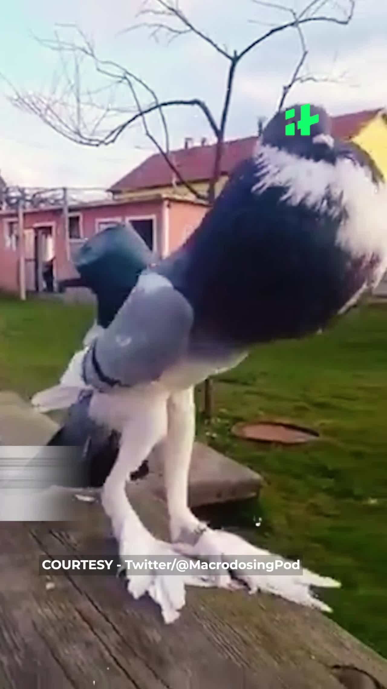 Mutant Pigeon With Giant Feet Confuses Internet, Many Think Its AI Generated